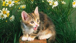 Preview wallpaper kitten, crying, flowers, tree stump, grass