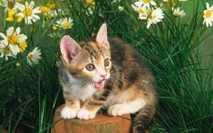 Preview wallpaper kitten, crying, flowers, tree stump, grass