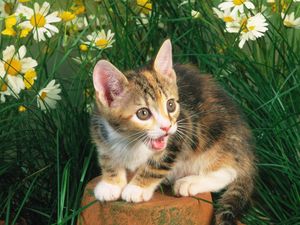 Preview wallpaper kitten, crying, flowers, tree stump, grass