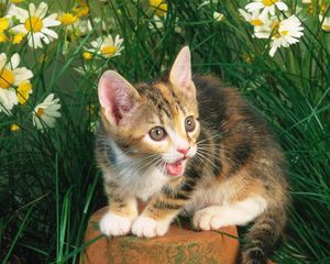 Preview wallpaper kitten, crying, flowers, tree stump, grass