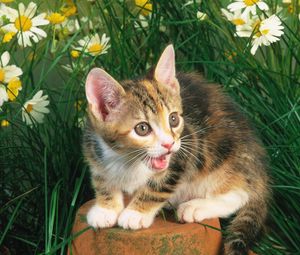 Preview wallpaper kitten, crying, flowers, tree stump, grass