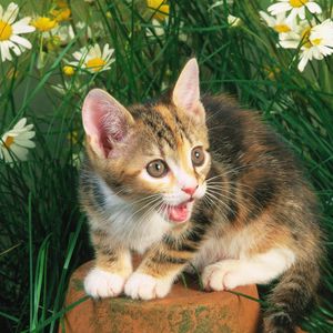 Preview wallpaper kitten, crying, flowers, tree stump, grass