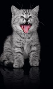Preview wallpaper kitten, crying, open mouth, dark background