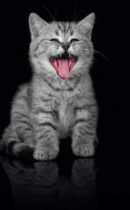 Preview wallpaper kitten, crying, open mouth, dark background