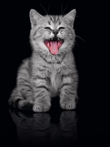 Preview wallpaper kitten, crying, open mouth, dark background