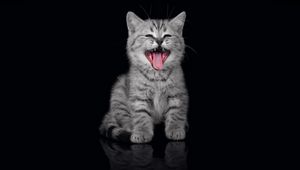Preview wallpaper kitten, crying, open mouth, dark background