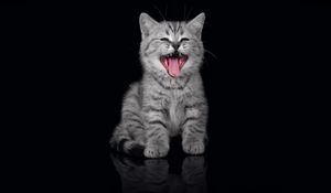 Preview wallpaper kitten, crying, open mouth, dark background