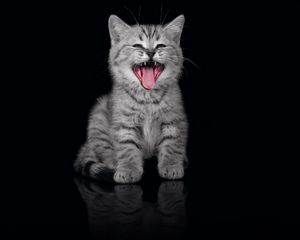 Preview wallpaper kitten, crying, open mouth, dark background