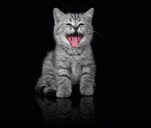 Preview wallpaper kitten, crying, open mouth, dark background