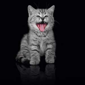 Preview wallpaper kitten, crying, open mouth, dark background