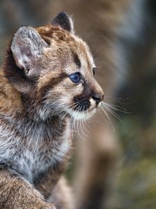 Preview wallpaper kitten, cub, cute