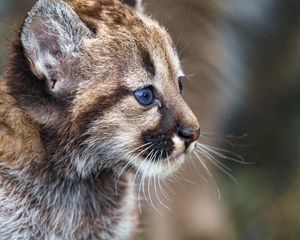 Preview wallpaper kitten, cub, cute