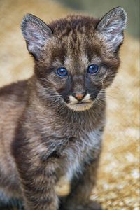 Preview wallpaper kitten, cub, glance