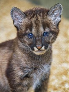 Preview wallpaper kitten, cub, glance