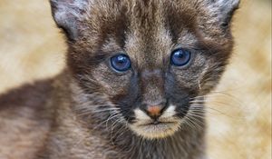 Preview wallpaper kitten, cub, glance
