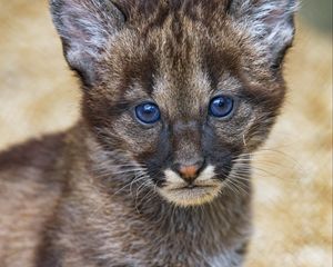 Preview wallpaper kitten, cub, glance