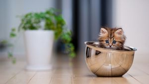 Preview wallpaper kitten, cup, lie down, plant, floor