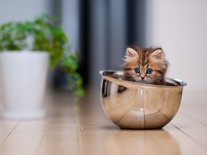 Preview wallpaper kitten, cup, lie down, plant, floor