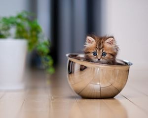 Preview wallpaper kitten, cup, lie down, plant, floor