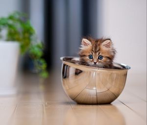 Preview wallpaper kitten, cup, lie down, plant, floor