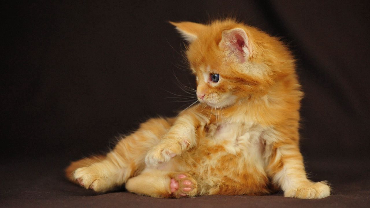 Wallpaper kitten, cute cat, fluffy