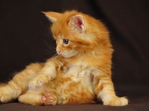Preview wallpaper kitten, cute cat, fluffy
