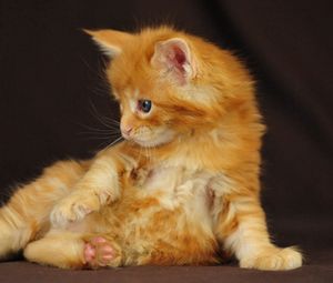 Preview wallpaper kitten, cute cat, fluffy