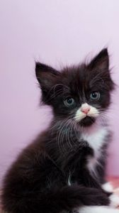 Preview wallpaper kitten, cute, glance