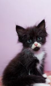 Preview wallpaper kitten, cute, glance