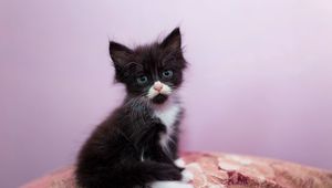 Preview wallpaper kitten, cute, glance