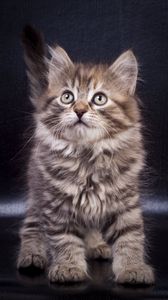 Preview wallpaper kitten, cute, pet, glance