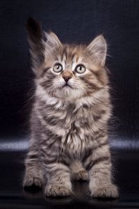 Preview wallpaper kitten, cute, pet, glance