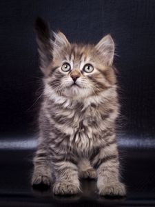 Preview wallpaper kitten, cute, pet, glance