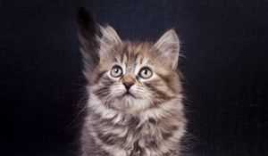 Preview wallpaper kitten, cute, pet, glance