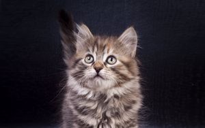 Preview wallpaper kitten, cute, pet, glance