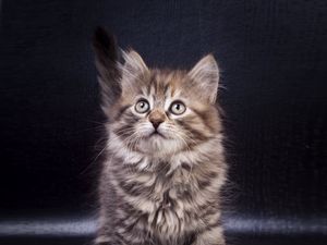 Preview wallpaper kitten, cute, pet, glance