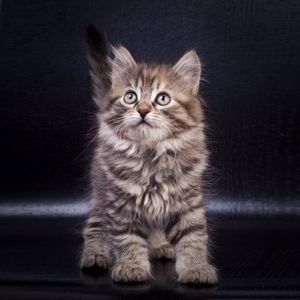 Preview wallpaper kitten, cute, pet, glance