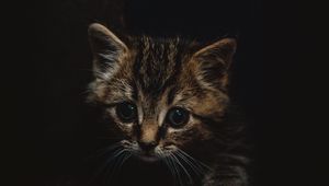 Preview wallpaper kitten, cute, small, brown, pet
