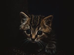 Preview wallpaper kitten, cute, small, brown, pet