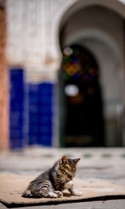 Preview wallpaper kitten, cute, street, blur