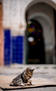 Preview wallpaper kitten, cute, street, blur