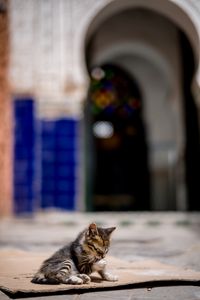 Preview wallpaper kitten, cute, street, blur