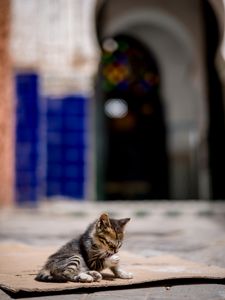 Preview wallpaper kitten, cute, street, blur