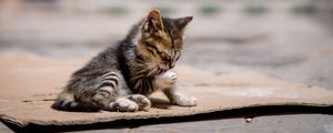 Preview wallpaper kitten, cute, street, blur