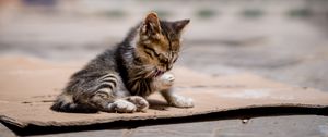 Preview wallpaper kitten, cute, street, blur