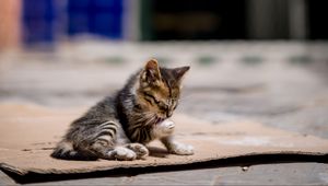 Preview wallpaper kitten, cute, street, blur