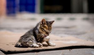 Preview wallpaper kitten, cute, street, blur