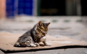 Preview wallpaper kitten, cute, street, blur