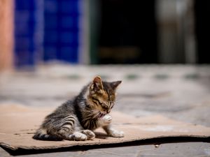 Preview wallpaper kitten, cute, street, blur