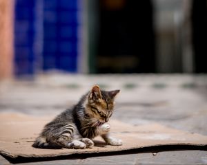 Preview wallpaper kitten, cute, street, blur